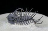 Spiny Koneprusia Trilobite - Foum Zguid, Morocco #25140-6